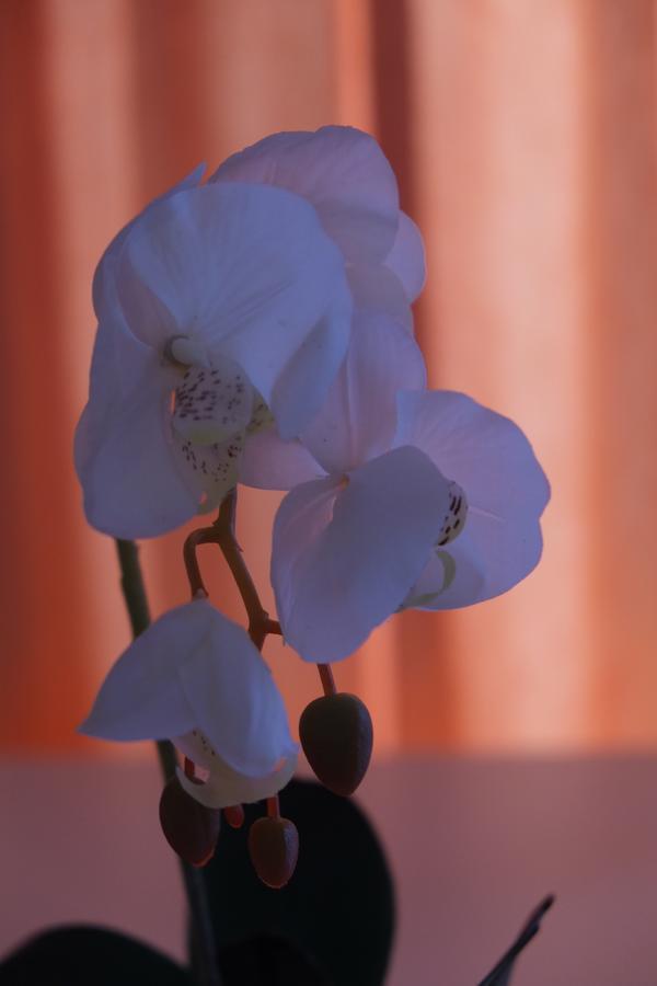 Guest House Grgin Dol Pozega Buitenkant foto